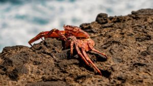 Comment l’Orient et l’Occident ont perçu le cancer de manière différente