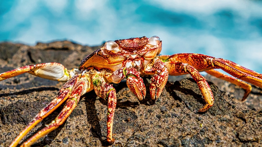 Comment l’Orient et l’Occident ont perçu le cancer de manière différente 
