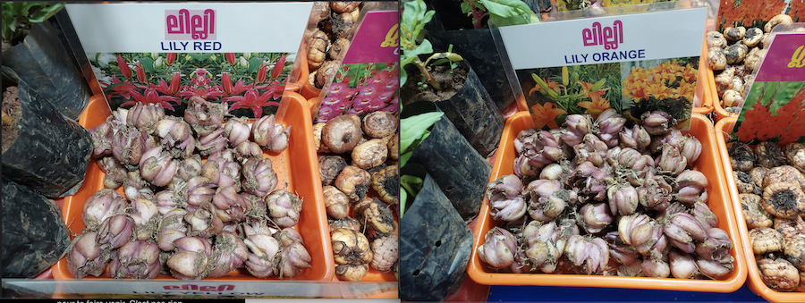 Les bulbes de lys en médecine traditionnelle chinoise : un remède doux pour le calme et l’équilibre
