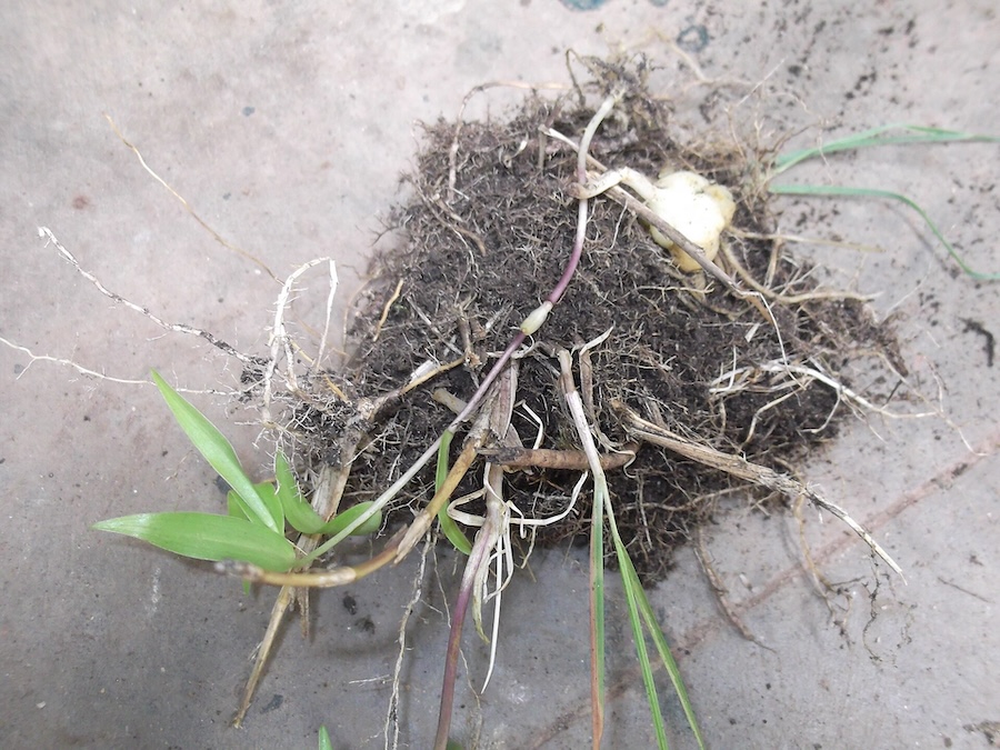Les bulbes de lys en médecine traditionnelle chinoise : un remède doux pour le calme et l’équilibre
