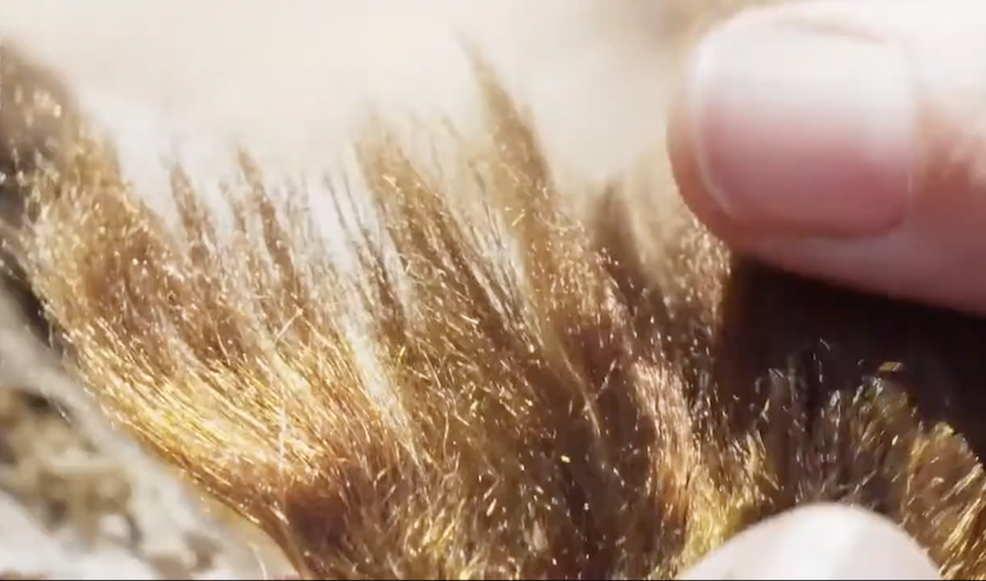 Connaissez-vous la soie de mer, ce trésor venu des profondeurs