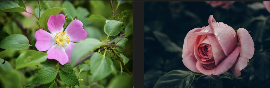 Cultiver pour la couleur : les compromis cachés entre l’esthétique du jardin et les préférences des pollinisateurs
