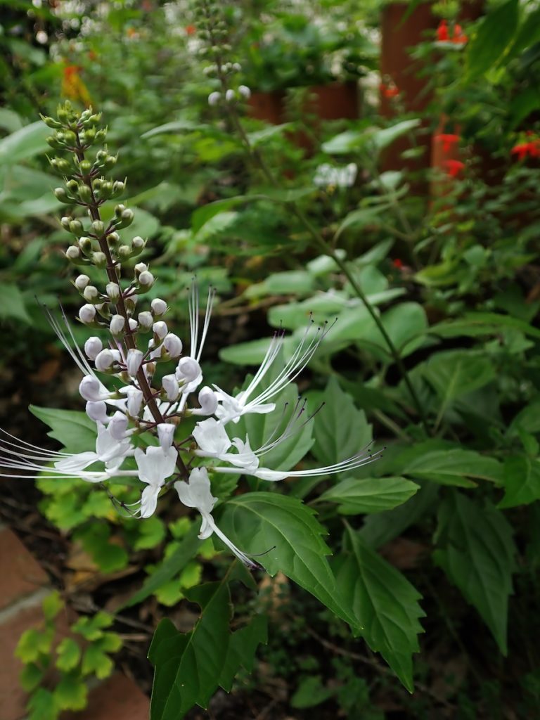 Cultiver pour la couleur : les compromis cachés entre l’esthétique du jardin et les préférences des pollinisateurs
