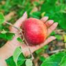 Une eau de pomme rafraîchissante pour un corps plus léger