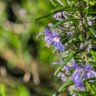 Les vertus des remèdes traditionnels, connaître et cultiver les plantes médicinales : le romarin (12/15)