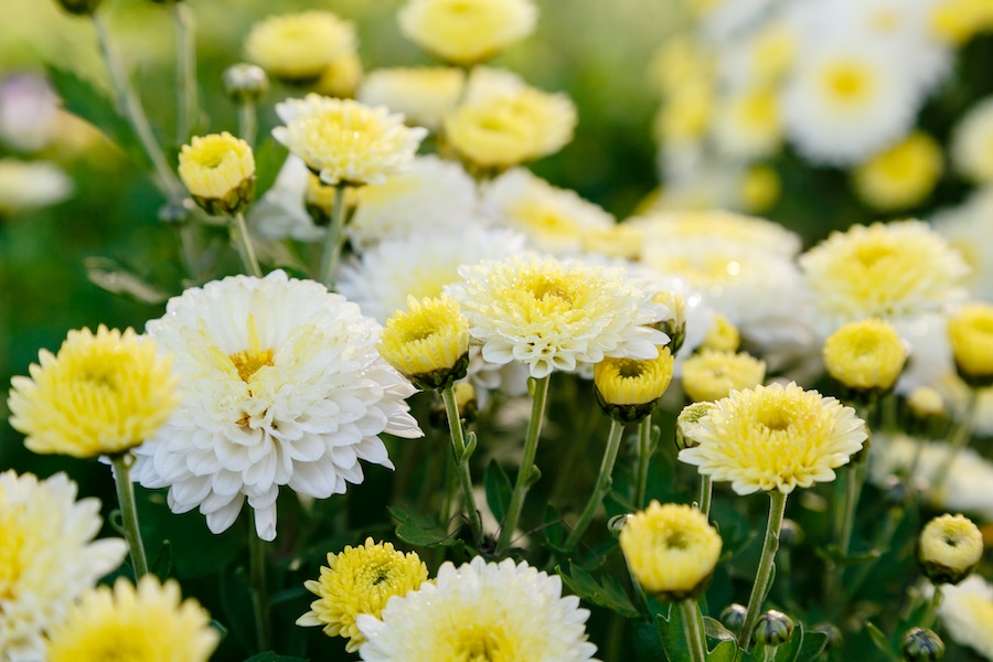 Une tasse de quiétude : les usages traditionnels et les bienfaits du thé au chrysanthème

