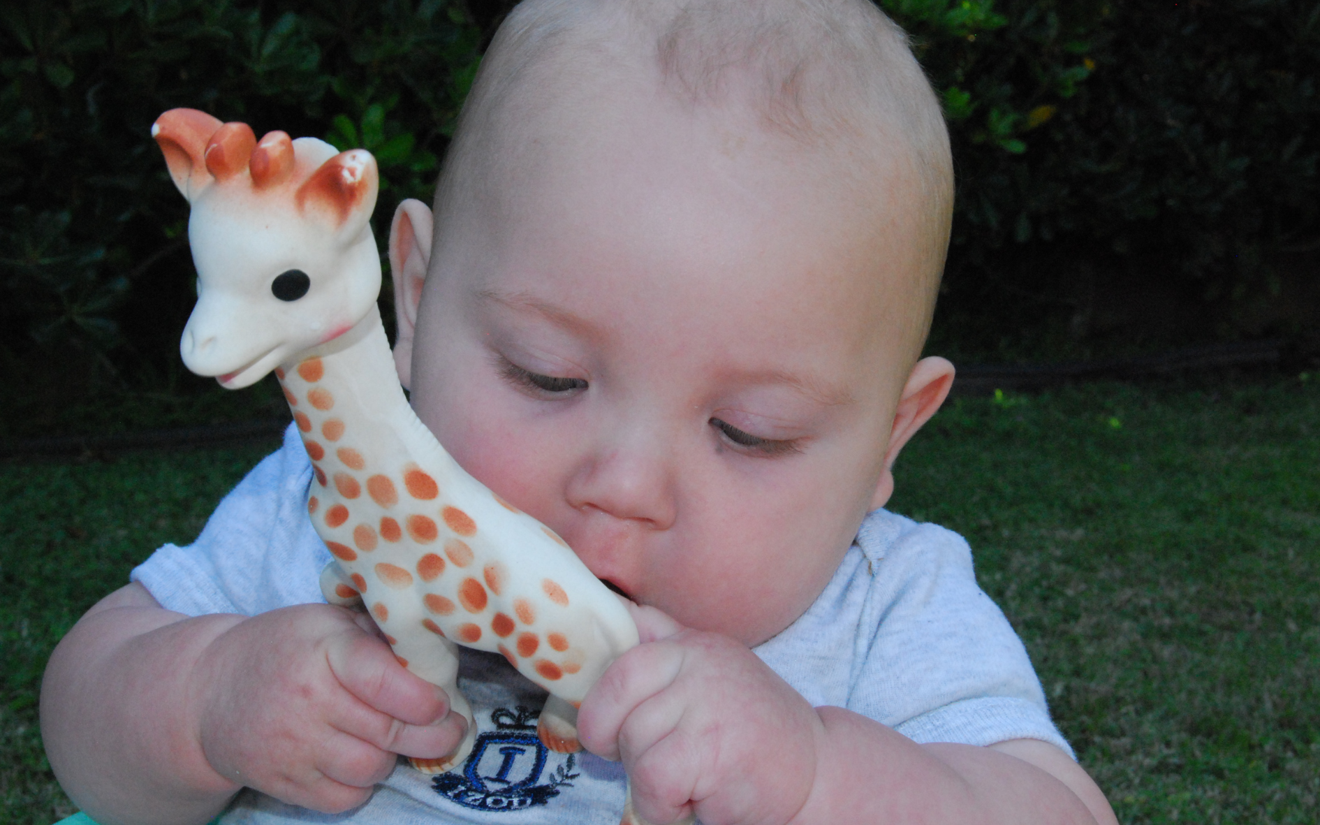 Sophie la girafe, jouet favori des bébés : du Made in France fabriqué en Chine ?