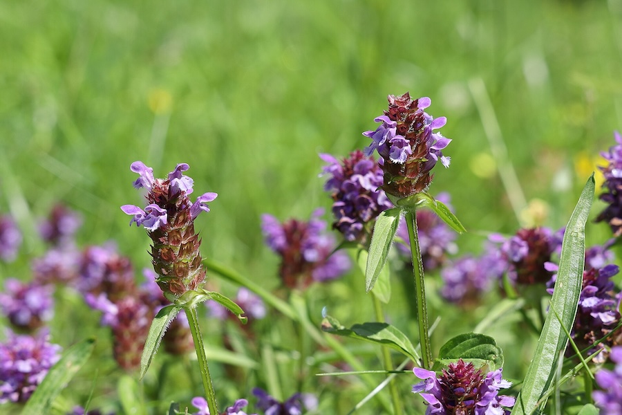 La brunelle commune : utilisations traditionnelles et bienfaits de la Prunella vulgaris