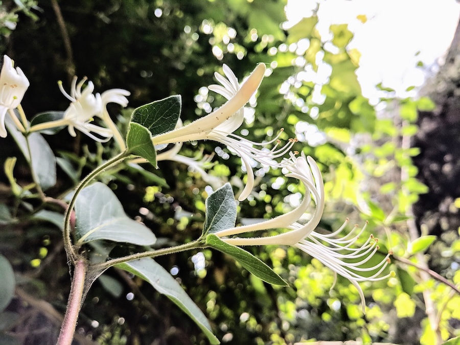 Le chèvrefeuille du Japon : une plante envahissante qui pourrait vous aider à supporter la chaleur estivale