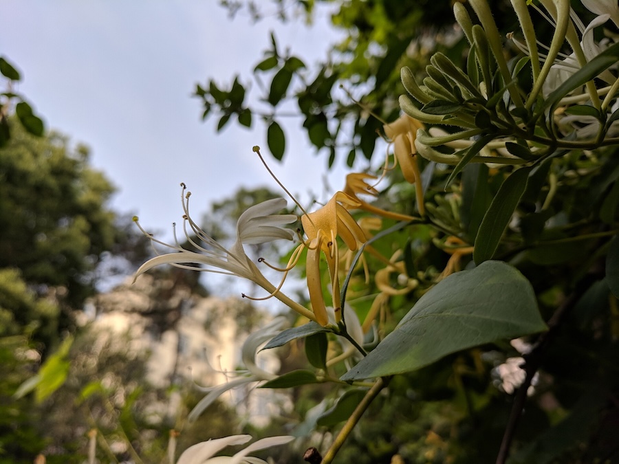 Le chèvrefeuille du Japon : une plante envahissante qui pourrait vous aider à supporter la chaleur estivale