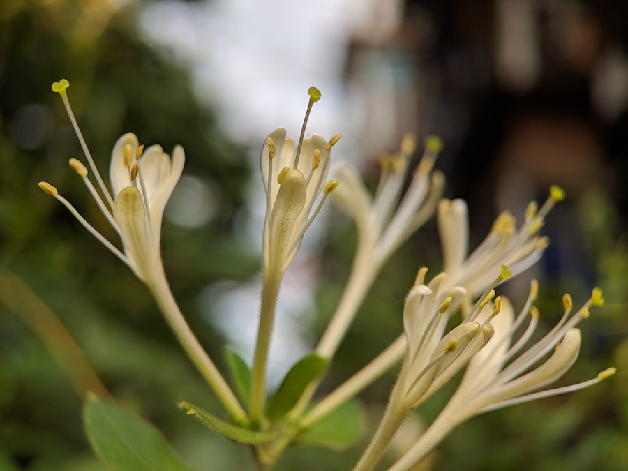 Le chèvrefeuille du Japon : une plante envahissante qui pourrait vous aider à supporter la chaleur estivale