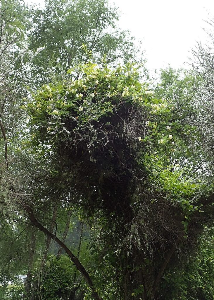 Le chèvrefeuille du Japon : une plante envahissante qui pourrait vous aider à supporter la chaleur estivale