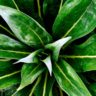 Ce que le scientifique américain Cleve Backster a révélé sur l’intelligence des plantes