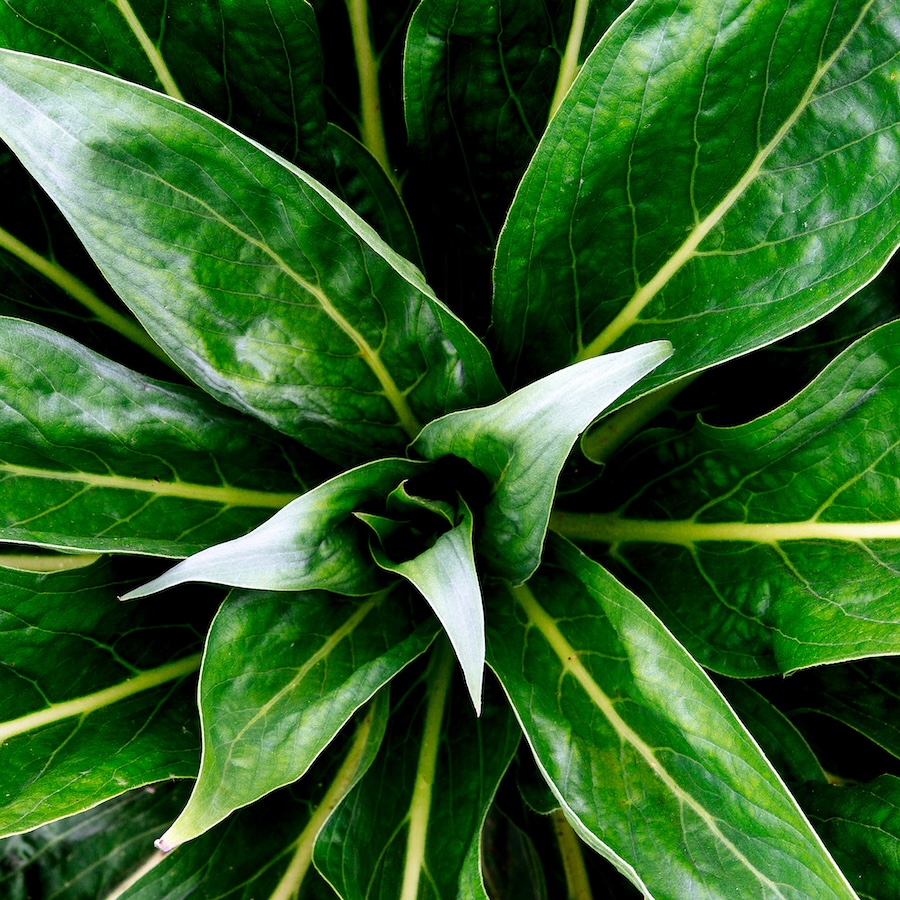 Ce que le scientifique américain Cleve Backster a révélé sur l’intelligence des plantes