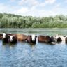 Avec la loi d’urgence agricole, la France contrevient au droit international sur les zones humides