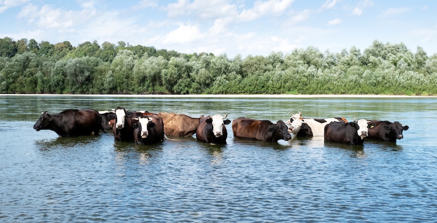 Avec la loi d’urgence agricole, la France contrevient au droit international sur les zones humides