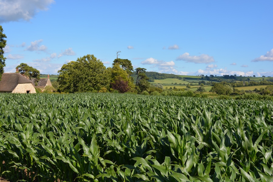 Avec la loi d’urgence agricole, la France contrevient au droit international sur les zones humides
