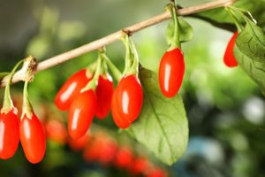 Les baies de goji de Chine : bienfaits pour la santé et la longévité 