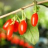 Les baies de goji de Chine : bienfaits pour la santé et la longévité 