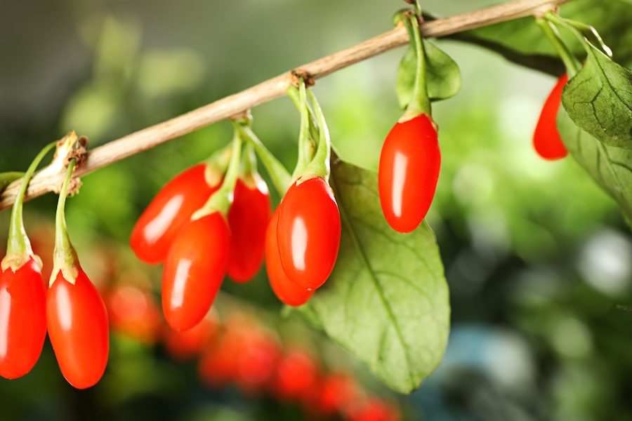 Les baies de goji de Chine : bienfaits pour la santé et la longévité