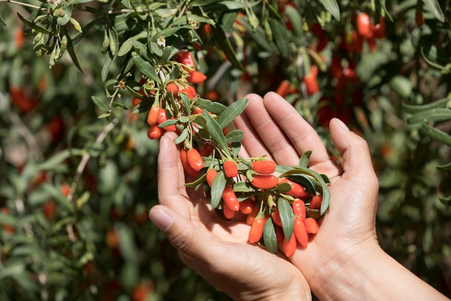 Les baies de goji de Chine : bienfaits pour la santé et la longévité