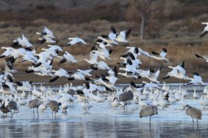 Plus de la moitié des espèces d’oiseaux migrateurs de la planète sont en déclin – voici comment nous pouvons encore les sauver