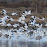 Plus de la moitié des espèces d’oiseaux migrateurs de la planète sont en déclin – voici comment nous pouvons encore les sauver