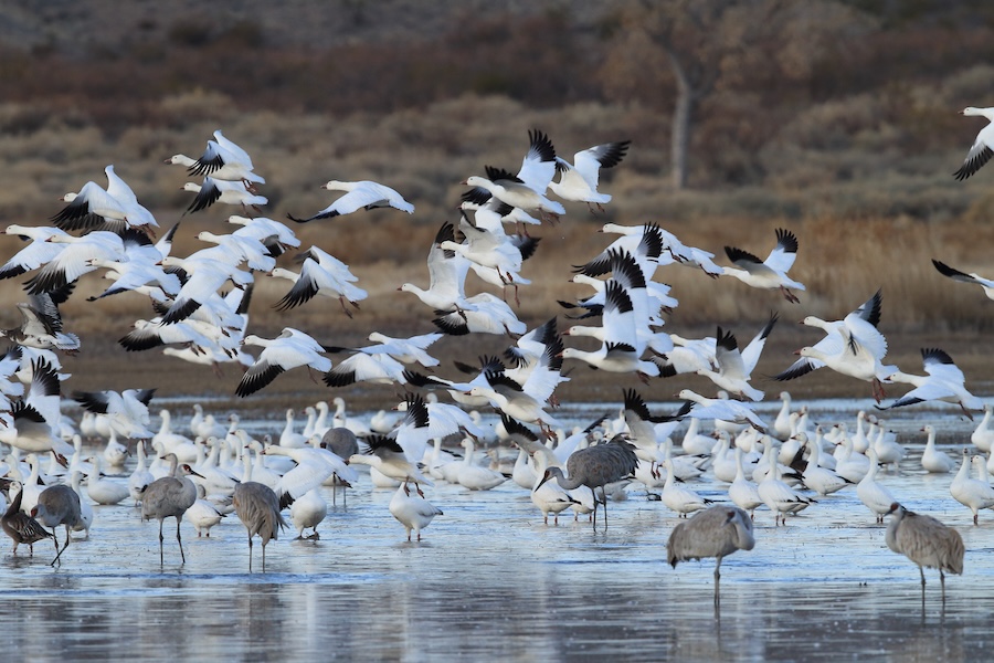 Plus de la moitié des espèces d’oiseaux migrateurs de la planète sont en déclin – voici comment nous pouvons encore les sauver