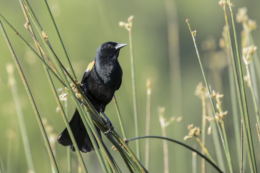 Plus de la moitié des espèces d’oiseaux migrateurs de la planète sont en déclin – voici comment nous pouvons encore les sauver
