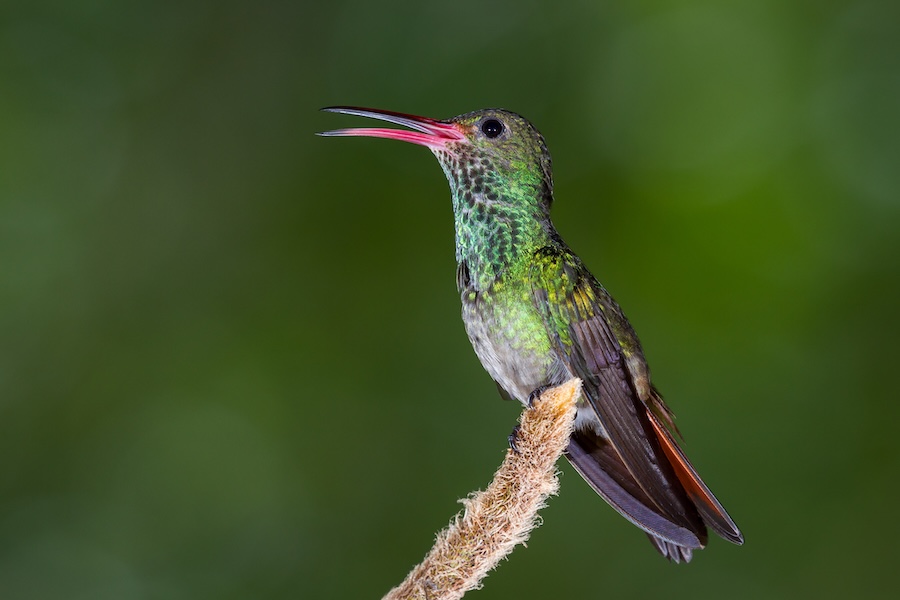Plus de la moitié des espèces d’oiseaux migrateurs de la planète sont en déclin – voici comment nous pouvons encore les sauver
