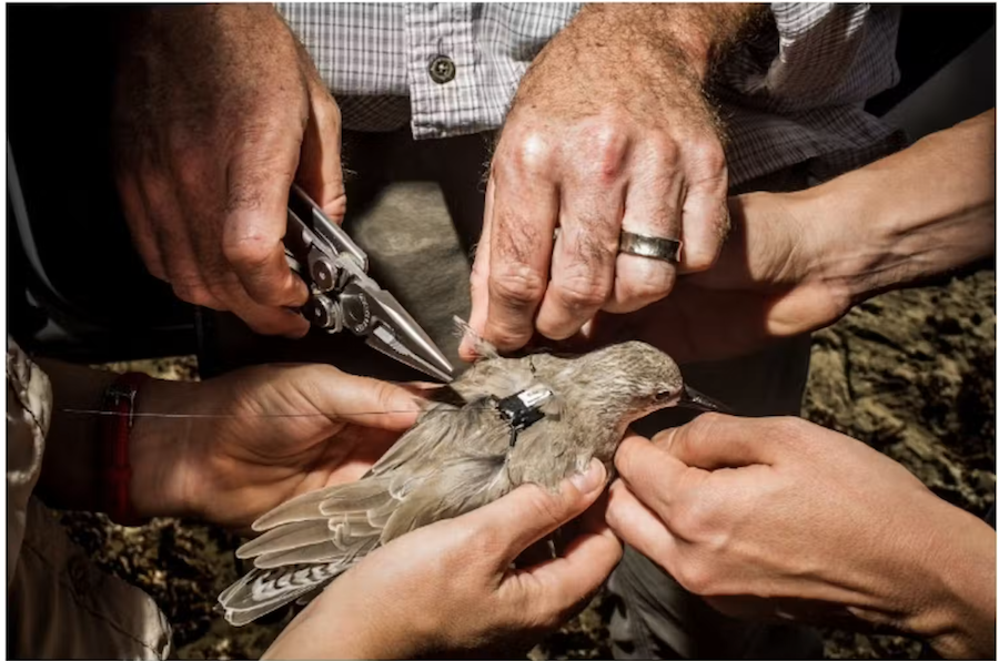 Plus de la moitié des espèces d’oiseaux migrateurs de la planète sont en déclin – voici comment nous pouvons encore les sauver
