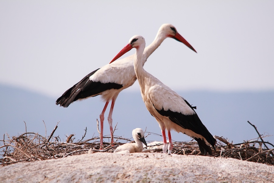 Plus de la moitié des espèces d’oiseaux migrateurs de la planète sont en déclin – voici comment nous pouvons encore les sauver
