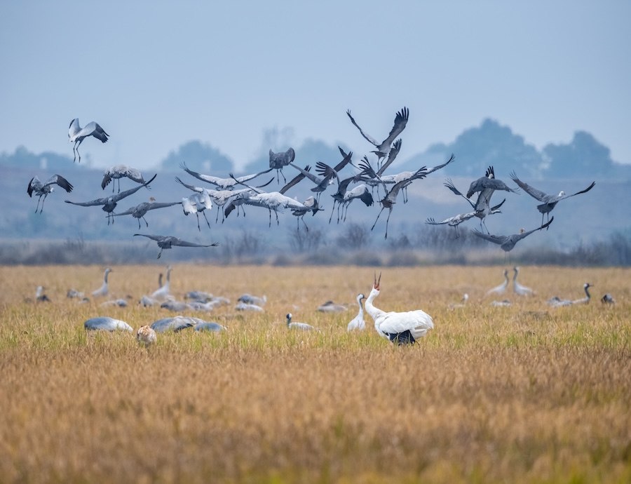 Plus de la moitié des espèces d’oiseaux migrateurs de la planète sont en déclin – voici comment nous pouvons encore les sauver
