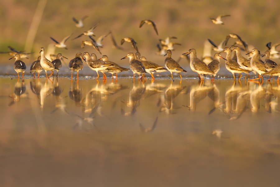 Plus de la moitié des espèces d’oiseaux migrateurs de la planète sont en déclin – voici comment nous pouvons encore les sauver
