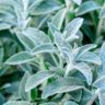 Les vertus des remèdes traditionnels, connaître et cultiver les plantes médicinales : la sauge