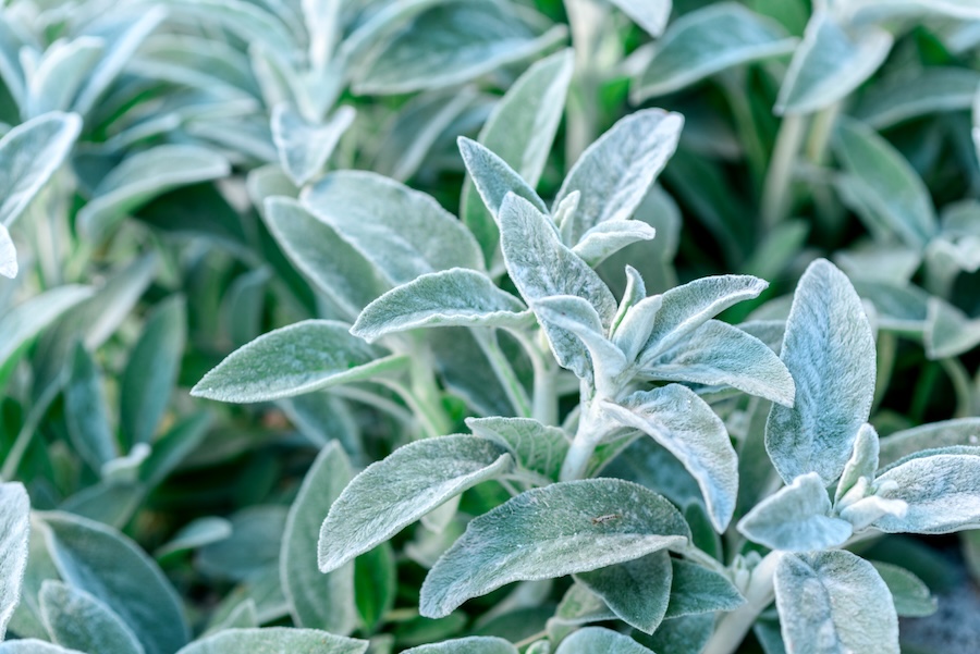 Les vertus des remèdes traditionnels, connaître et cultiver les plantes médicinales : la sauge