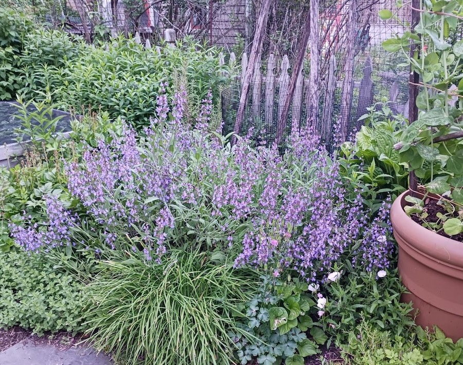 Les vertus des remèdes traditionnels, connaître et cultiver les plantes médicinales : la sauge
