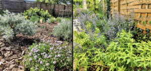 Un jardin qui résiste à la sécheresse avec Plant d’Avenir
