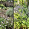 Un jardin qui résiste à la sécheresse avec Plant d’Avenir