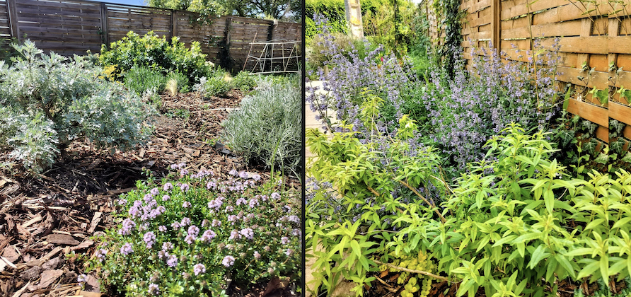 Un jardin qui résiste à la sécheresse avec Plant d’Avenir