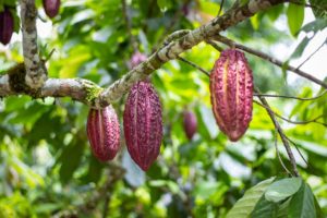 De nouvelles recherches révèlent un potentiel inexploité pour le cacao amazonien : serait-il un futur superaliment
