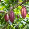 De nouvelles recherches révèlent un potentiel inexploité pour le cacao amazonien : serait-il un futur superaliment