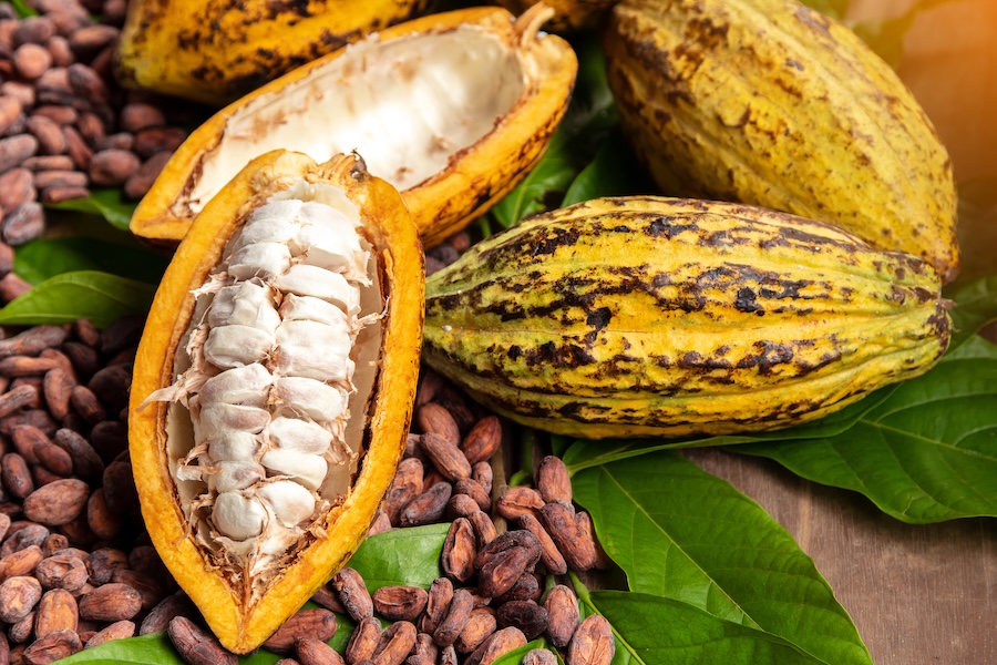 De nouvelles recherches révèlent un potentiel inexploité pour le cacao amazonien : serait-il un futur superaliment