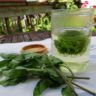 Les vertus des remèdes traditionnels connaître et cultiver les plantes médicinales : le tulsi