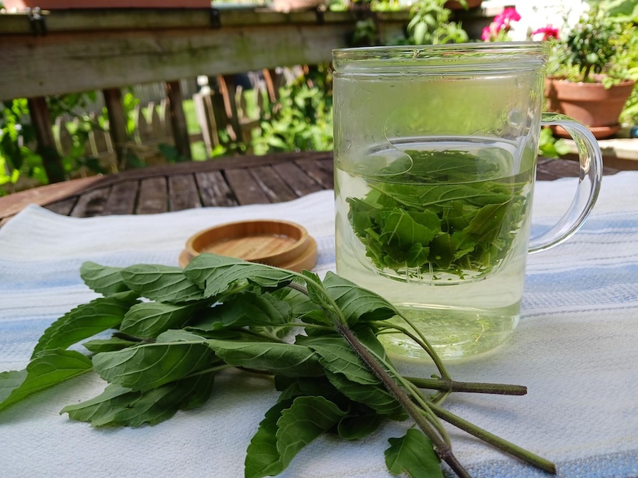 Les vertus des remèdes traditionnels connaître et cultiver les plantes médicinales : le tulsi