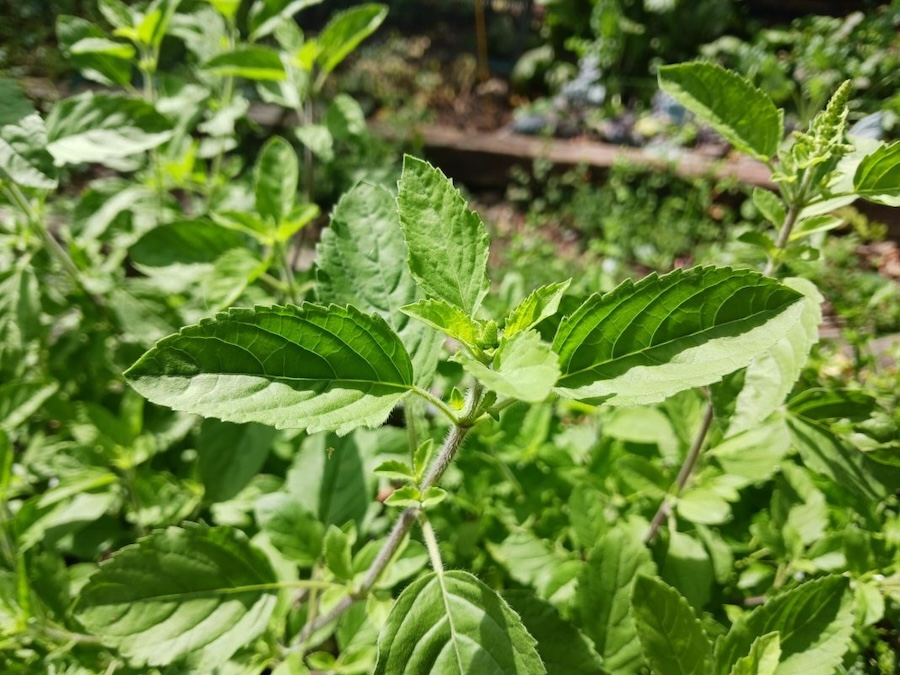 Les vertus des remèdes traditionnels connaître et cultiver les plantes médicinales : le tulsi