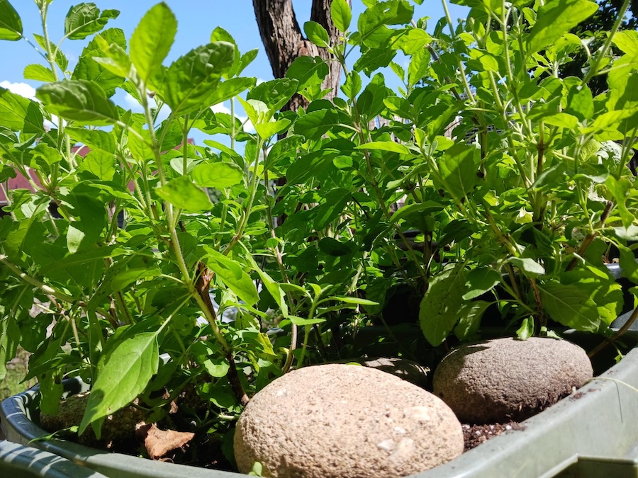 Les vertus des remèdes traditionnels connaître et cultiver les plantes médicinales : le tulsi