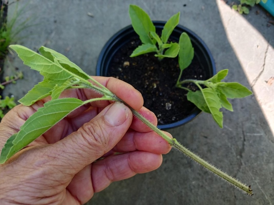 Les vertus des remèdes traditionnels connaître et cultiver les plantes médicinales : le tulsi