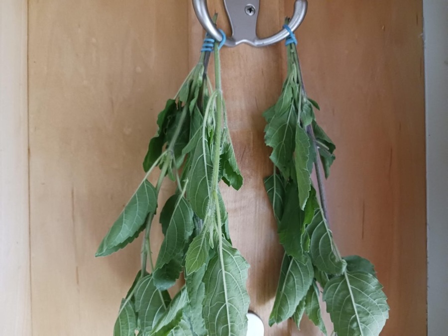 Les vertus des remèdes traditionnels connaître et cultiver les plantes médicinales : le tulsi