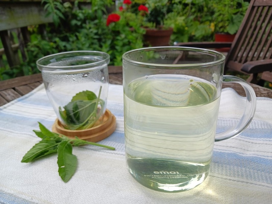 Les vertus des remèdes traditionnels connaître et cultiver les plantes médicinales : le tulsi